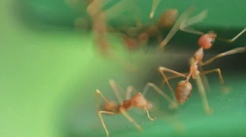 Amazing ants close-up Stock Footage 35217853