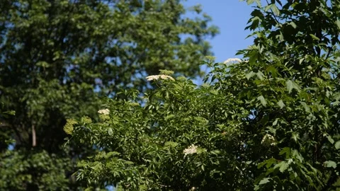 In an amazing Austrian forest Stock Footage 157850354