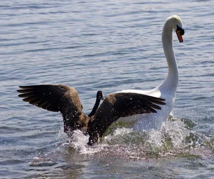 Amazing background with the Canada goose attacking the swan on the lake Stock Photos