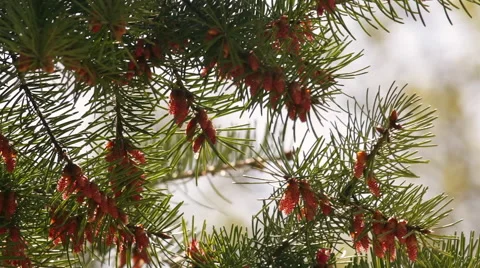 Amazing backlight spring background of pine branch with new brown cones. 库存影片 49481674