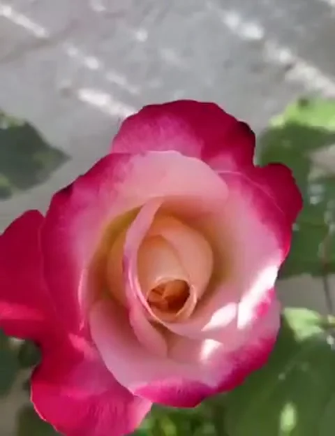 Amazing backyard timelapse flower Vídeos de archivo 131892395