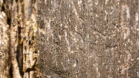 Amazing bark texture for background Stock Photos