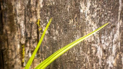 Amazing bark texture for background Stock Photos