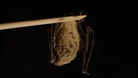 Amazing bat hanging upside down slow motion Stock Footage 101907398