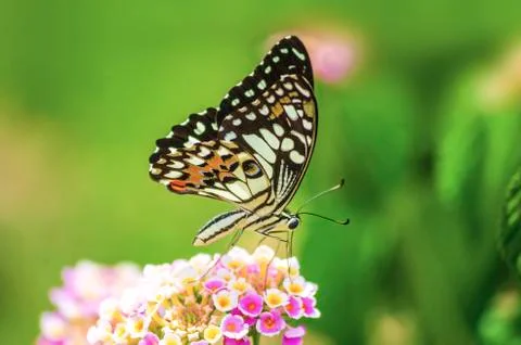 Amazing beautiful butterfly of fresh flowers on a pink of flowers background. Stock Photos