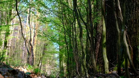 Amazing, beautiful forest. Stock Footage 153615955