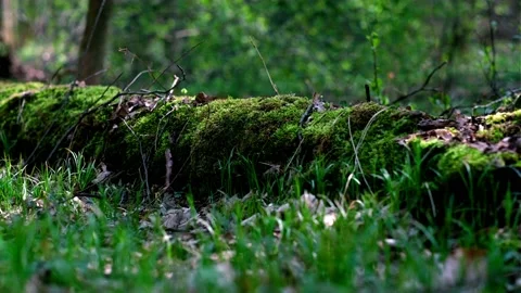 Amazing, beautiful, spring forest. Stock Footage 153615885
