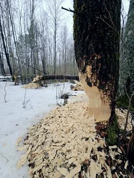 Amazing beaver work Foto stock