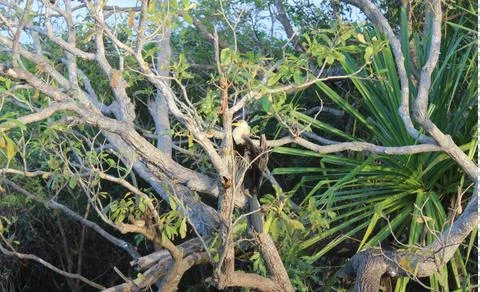 Amazing Bird 写真素材