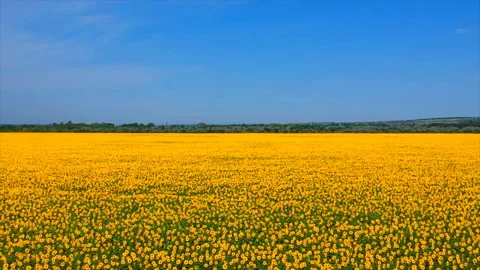Amazing bird s eye view of a huge sunflower field in Russia in summer. The Video stock 94070341