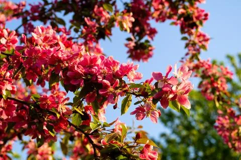 Amazing blooming apple tree branches with bright pink flowers under sunny b.. Stock Photos
