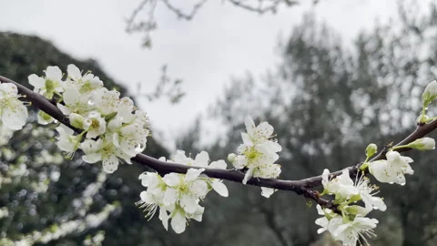Amazing blooming fruits tree in springtime, white flowers with droplets after 스톡 동영상 344647976
