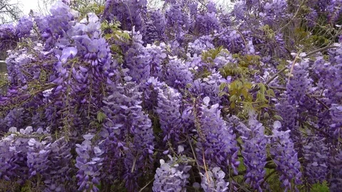 Amazing blooming wisteria. Video stock 106947725