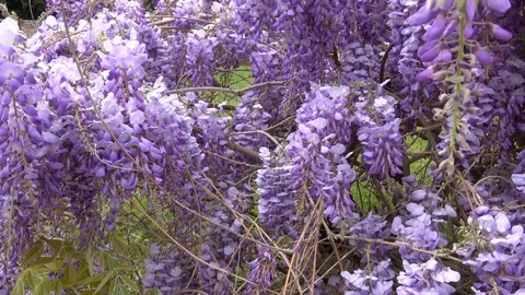Amazing blooming wisteria. Stock Footage 106947810