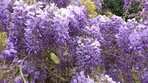 Amazing blooming wisteria. Stock Footage 106947832