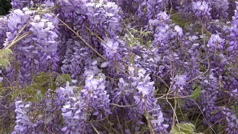 Amazing blooming wisteria. Stock Footage 106947921