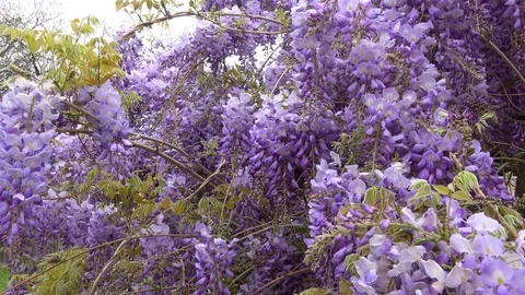 Amazing blooming wisteria. Stock Footage 106948072