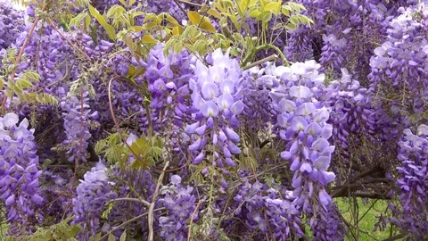 Amazing blooming wisteria. Stock Footage 106948275