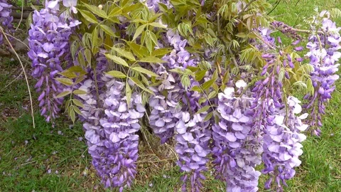 Amazing blooming wisteria. Stock Footage 106948413