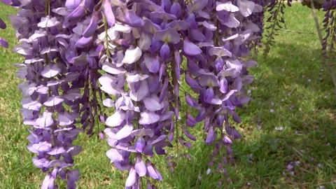 Amazing blooming wisteria. Stock Footage 106948429