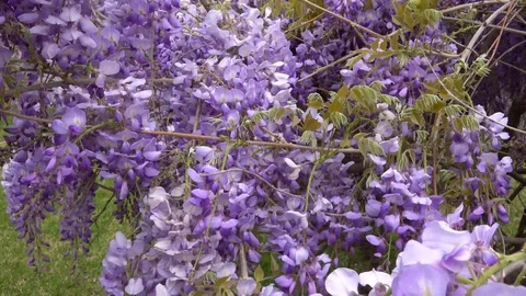 Amazing blooming wisteria. Stock Footage 106948549