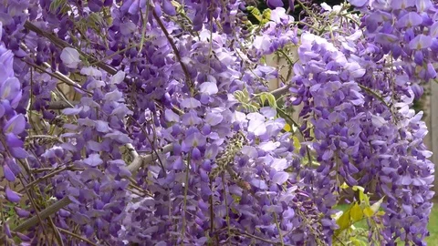 Amazing blooming wisteria. Stock Footage 106965141