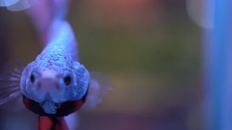 Amazing blue betta fish Stock Footage 106877769