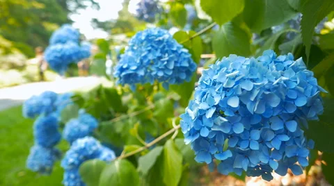 Amazing blue flowers close-up in the park Stock Footage