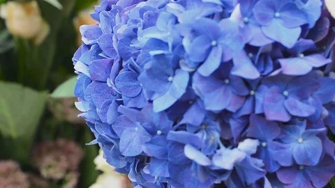 Amazing Blue Hydrangea Flower. Very Close up Background for Wedding Decoration Stock Footage 70986946