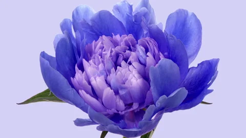 Amazing blue Peony flower background. Tr… | Stock Video | Pond5