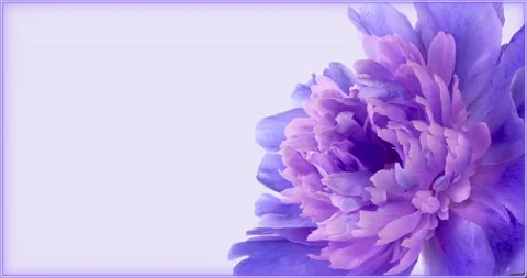 Amazing blue Peony flower background with place for text or image. Trend colour Stock Footage 170594853