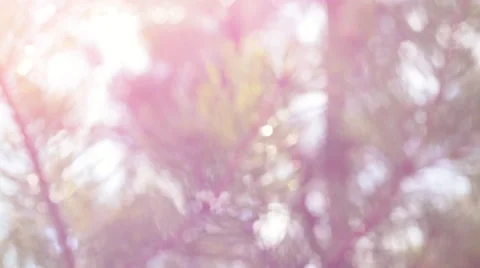 Amazing blur background with pine tree in sunny day. Vídeos de archivo 49693984