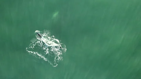 Amazing bowhead whale tail diving in calm blue ocean water, Aerial top down view Stock Footage 277423355