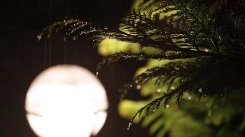 Amazing Bubbles Rain Drops on Pine Branches Defocused v2 Stock Footage 61280749