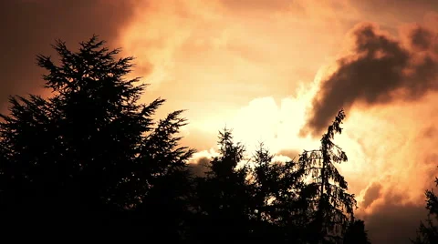 Amazing burning gold sunset: clouds moving behind the trees Video stock 55796025