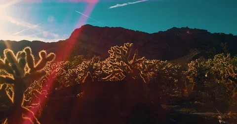 Amazing Cactus Field Stock Footage 73124575
