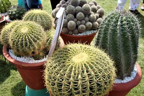 Amazing cactus Fotos Stock