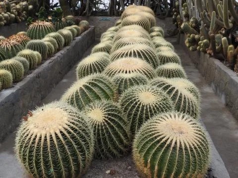 Amazing cactus tree Stock Photos