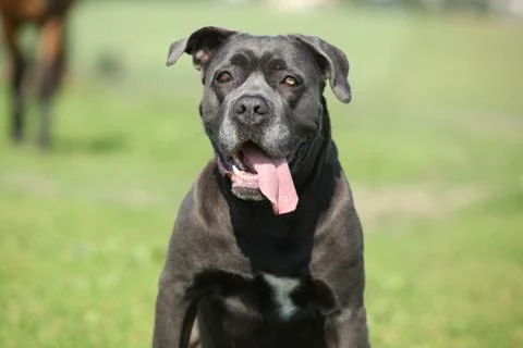 Amazing Cane Corso Stock Photos