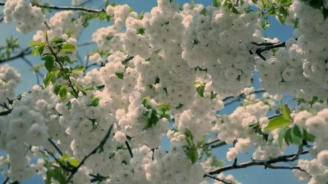 Amazing cherry Flower Blossom cluster 4k Stock Footage 80218594