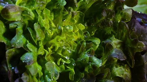 Amazing cleaning for fresh oak leaf salad. Stock-Footage 77718252