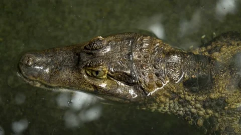 Amazing close-up of an Aligator floating in clear water. Stock Footage 166249652