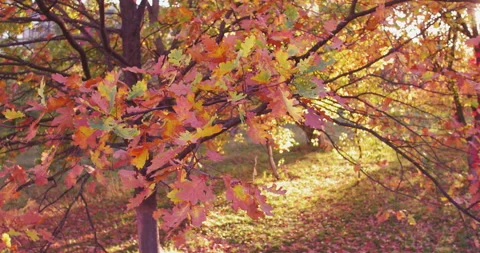 Amazing close up on branches tree with sun rays falling on ground in a beautiful Stock Footage 131925109