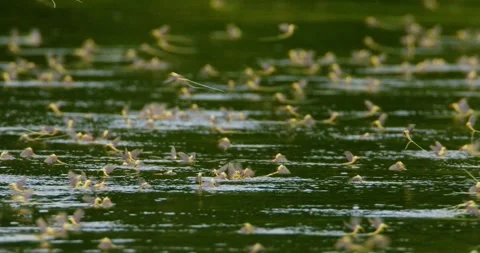 Amazing close up footage of long-tailed ... | Stock Video | Pond5