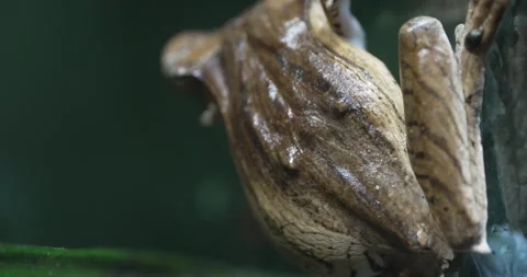 Amazing Close-up Footage of a Tree Frog on a Glass Window Stock Footage 288413601