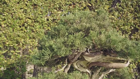 Amazing close up of juniperus chinensis Stock Footage 297956089