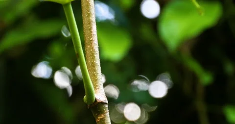 Amazing Close-up Leaf AntCarrying Leaf Up Branch In Beautiful Dappled Jungle Stock Footage 138188232