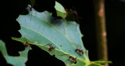 Amazing Close-up Leaf Ants Busy Cutting And Carrying Leafs Into The  Jungle Stock Footage 138183203