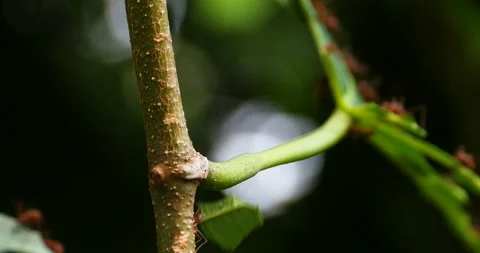 Amazing Close-up Leaf Ants Carring Leaf On Branch With Depth And Dappled Light Stock Footage 138184017