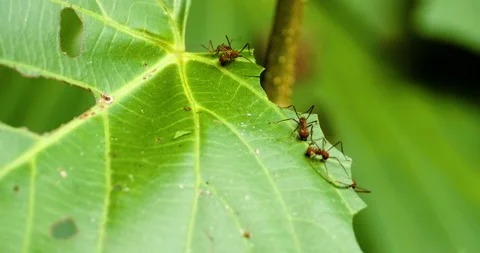 Amazing Close-up Leaf Ants Cutting Small Leaf Pieces With Others In Background Stock-Footage 138167321